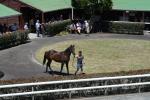 Yearling Parade - Sunday 9th February